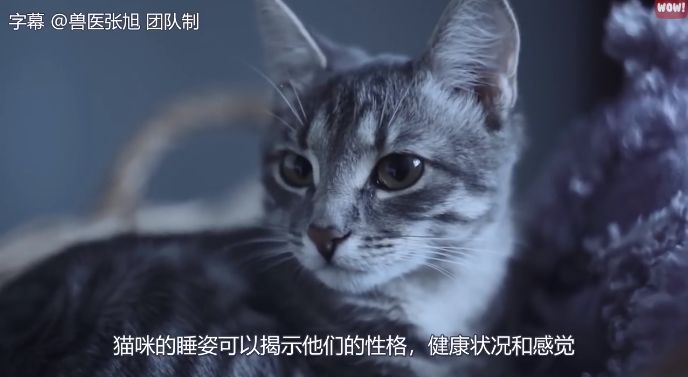 貓咪最新破解版，探索與揭秘